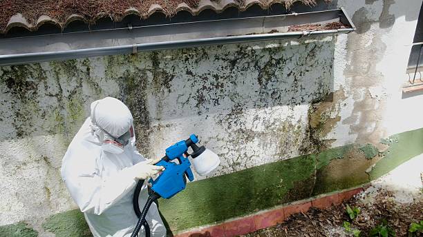 Trusted Attic Mold Removal service in Middlesex, NC - Cheap Mold Removal